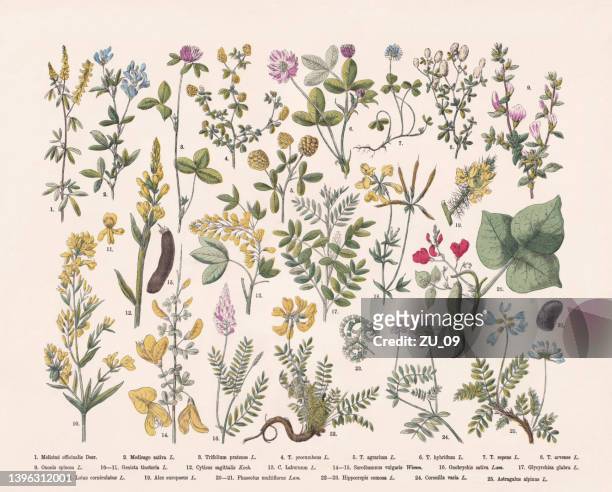 flowering plants (rosids), hand-colored wood engraving, published in 1887 - laburnum anagyroides stock illustrations