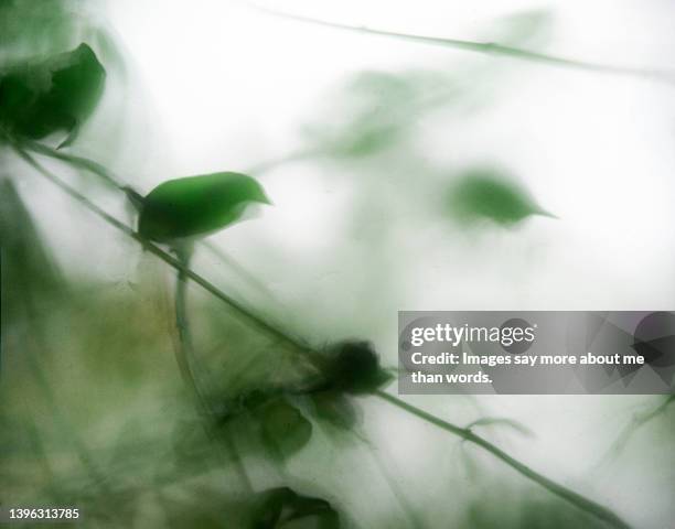 leaves seen thought an opaque glass - frosted glass ストックフォトと画像
