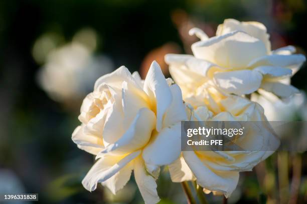 roses in parc de cervantes in barcelona - white rose garden stock pictures, royalty-free photos & images