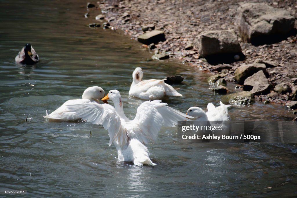 Wild ducks in Denman Estate Park with Japanese Pavillion