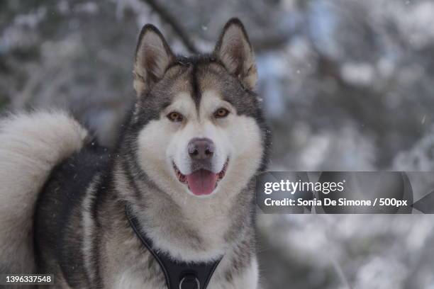 portrait of sled malamute sticking out tongue - malamute stock pictures, royalty-free photos & images