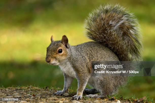 close-up of gray american red squirrel on field,new forest,united kingdom,uk - ハイイロリス ストックフォトと画像