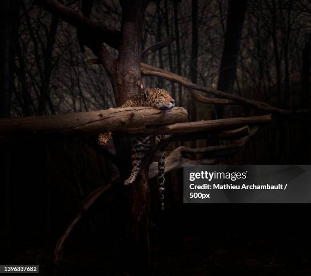 trees in forest - jaguar concept reveal fotografías e imágenes de stock