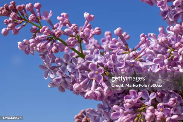 low angle view of pink cherry blossoms against sky,gryfino,poland - lilac bush stock pictures, royalty-free photos & images