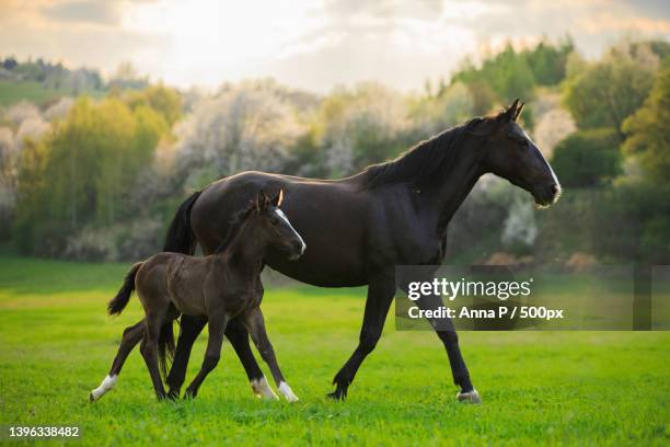 side view of thoroughbred horse running on grassy field - stallion stock-fotos und bilder