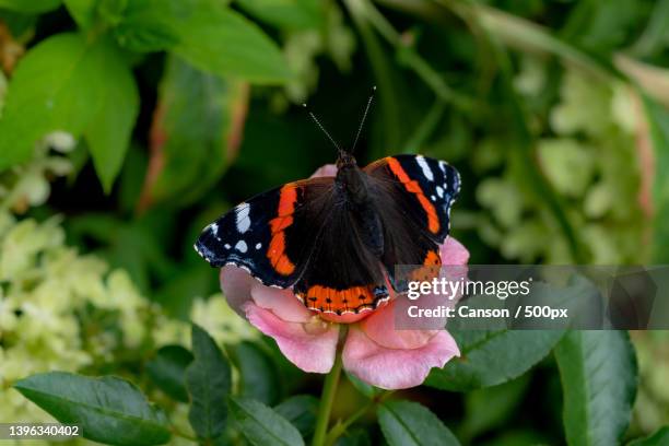 close-up of butterfly pollinating on flower,poland - vanessa atalanta stock pictures, royalty-free photos & images