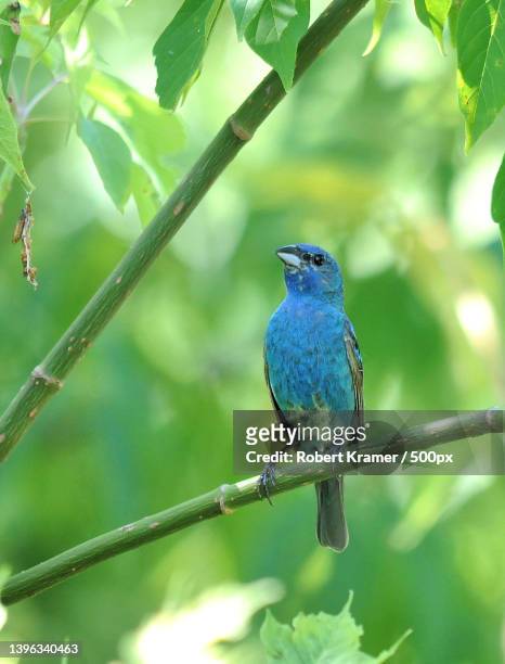 close-up of songbird perching on branch,la bagh woods,united states,usa - indigo bunting stock pictures, royalty-free photos & images