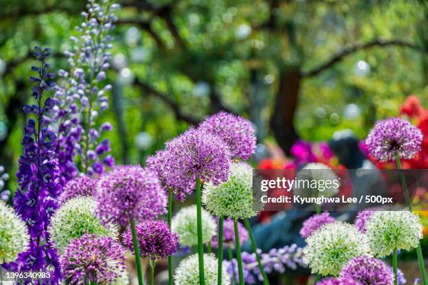 close-up of purple flowering plants in park - allium stock pictures, royalty-free photos & images