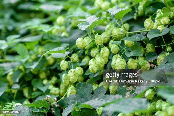 green fresh hop cones for making beer and bread closeup - hops crop stock pictures, royalty-free photos & images