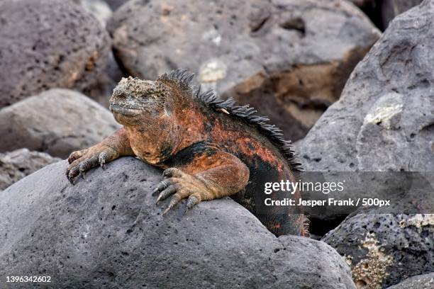 close-up of iguana on rock,ecuador - marine iguana fotografías e imágenes de stock