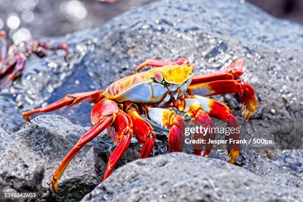 close-up of crab on rock,ecuador - sally lightfoot crab stock pictures, royalty-free photos & images