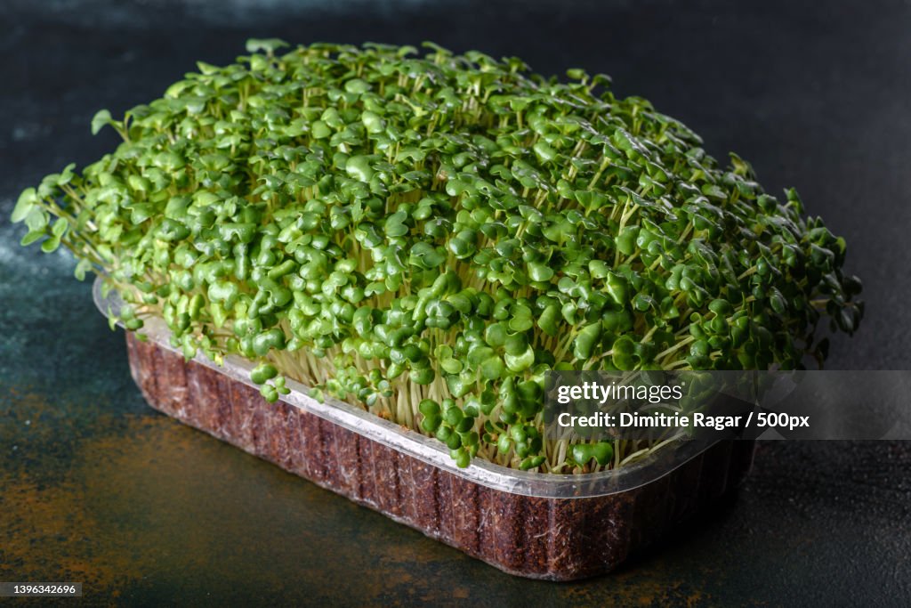 Box With Fresh Sprouts Of Micro Radish Greens High-Res Stock Photo ...