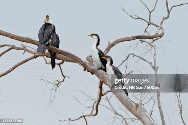 low angle view of birds perching on branch against clear sky - phalacrocorax carbo stock pictures, royalty-free photos & images