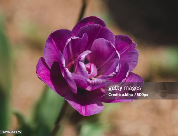 close-up of pink rose flower - 場所 stock pictures, royalty-free photos & images