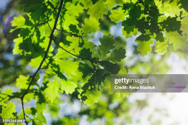 vibrant green oak leaves in spring in bright sunlight against blue sky - oak leaf stock pictures, royalty-free photos & images