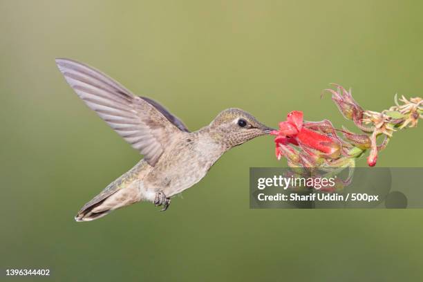 close-up of annas rufous hummingbird flying by pink flowers,san bernardino,california,united states,usa - annas hummingbird stock pictures, royalty-free photos & images