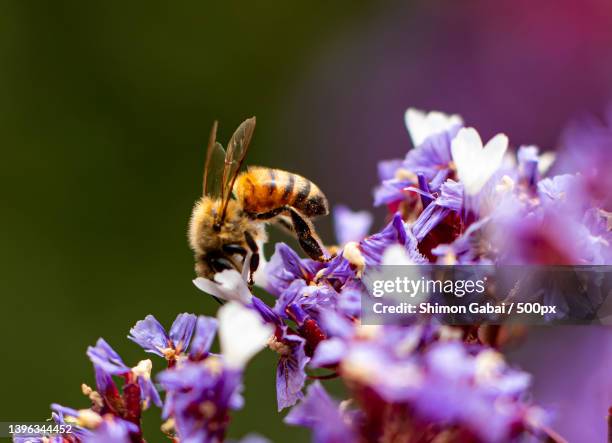 close-up of bee pollinating on purple flower,israel - french lavender stock pictures, royalty-free photos & images