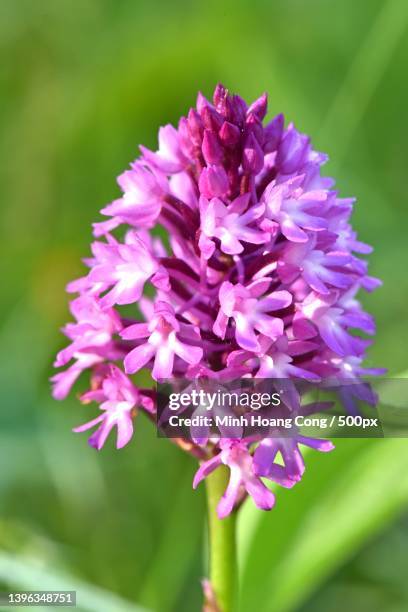 Pyramidal Composition Photos and Premium High Res Pictures - Getty Images