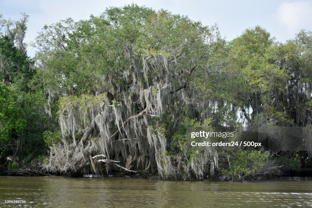 Scenic Views Along the Banks of the Barataria Preserve