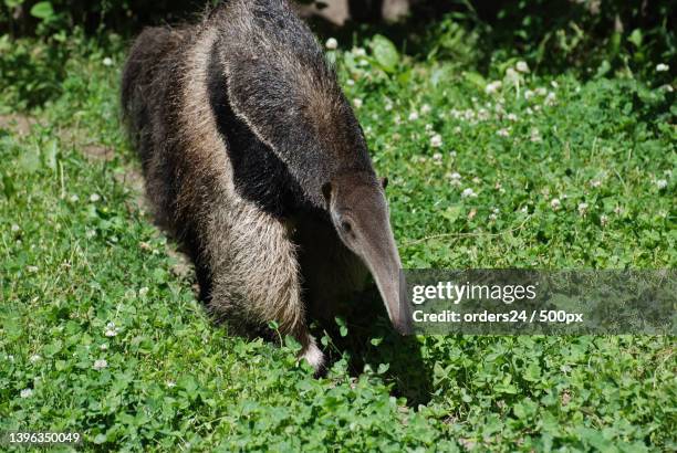 close-up of squirrel on grassy field - silky anteater stock pictures, royalty-free photos & images