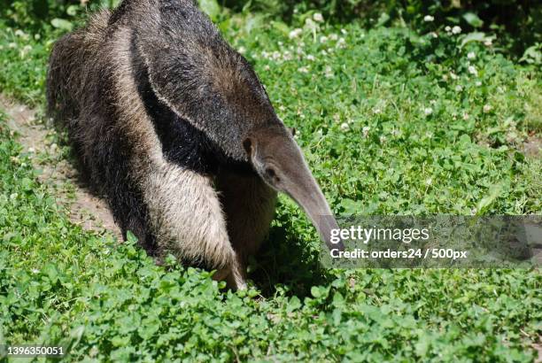 face of a giant anteater - silky anteater stock pictures, royalty-free photos & images