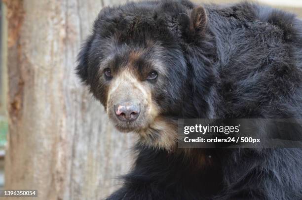 adorable face of an american black bear - oso negro asiático fotografías e imágenes de stock