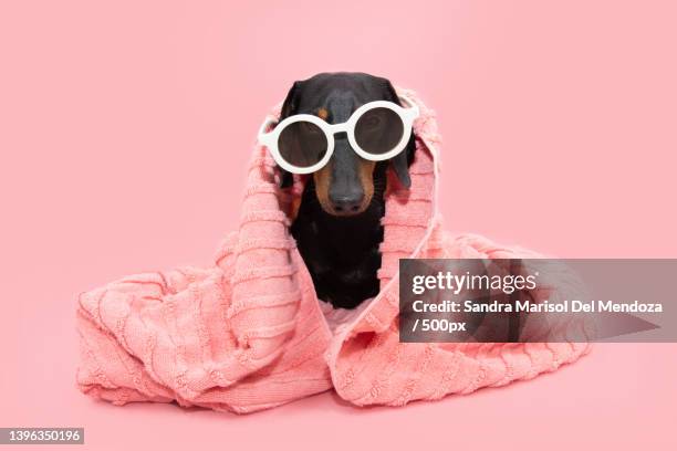dog summer bathing puppy wrapped with a coral towel,gerona,girona,spain - dachshund holiday stock pictures, royalty-free photos & images