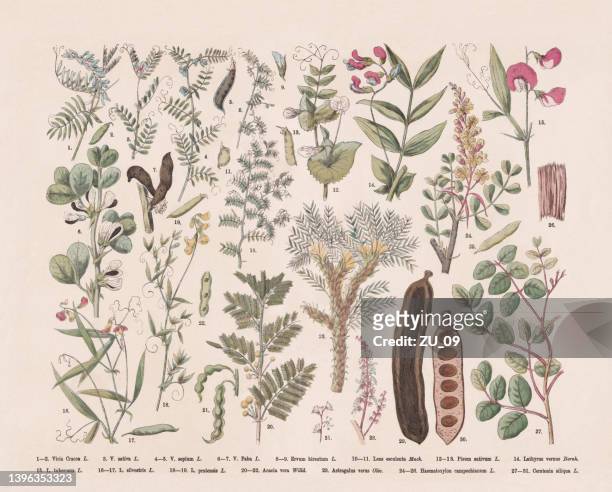 blütenpflanzen (rosiden), handkolorierter holzstich, erschienen 1887 - astragalus stock-grafiken, -clipart, -cartoons und -symbole