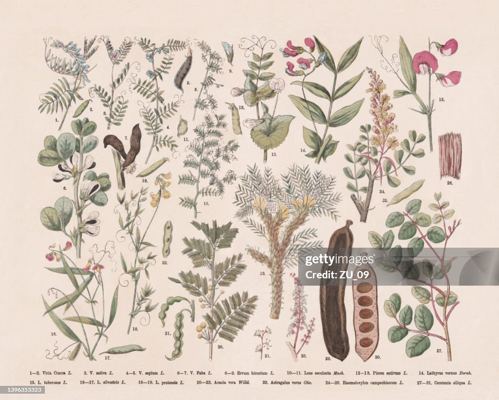 Flowering plants (Rosids), hand-colored wood engraving, published in 1887