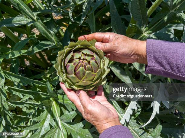 senior woman harvesting fresh organic artichokes at the garden - artichoke stock pictures, royalty-free photos & images