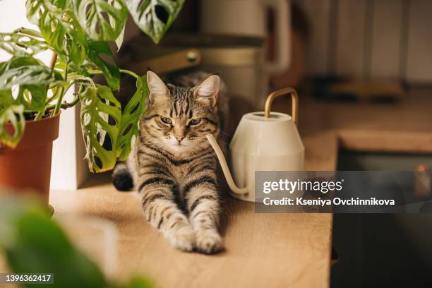close-up portrait of a gray striped domestic cat sitting on a window around houseplants. image for veterinary clinics, sites about cats, for cat food. - cat green eyes stock pictures, royalty-free photos & images
