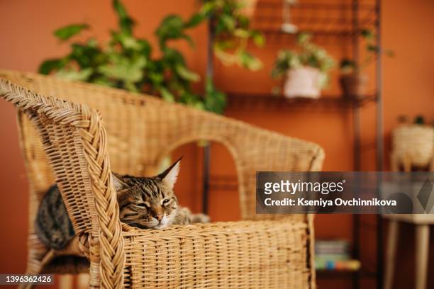 maine coon kitten sits in wicker chair on pillow and looks at the camera. studio portrait mustachioed cat with long tassels on the ears - wicker stock pictures, royalty-free photos & images