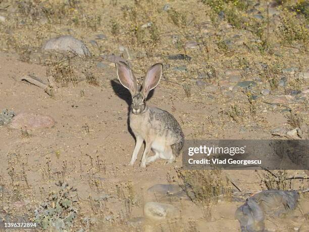 lepus alleni in arizona - satire stock-fotos und bilder