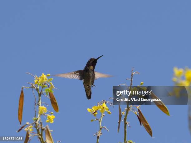 495 Yellow Hummingbird Stock Photos, High-Res Pictures, and Images ...
