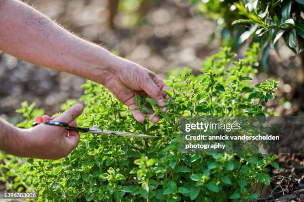 oregano plant - orégano fotografías e imágenes de stock