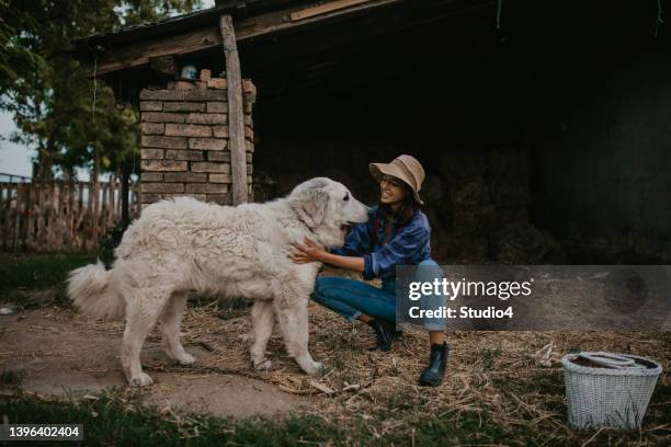 petting my loyal dog - australian cattle dog 個照片及圖片檔