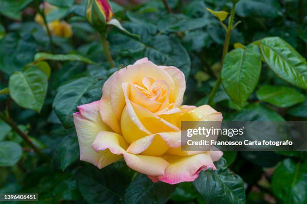 yellow rose flower in the plant - red roses garden stock pictures, royalty-free photos & images