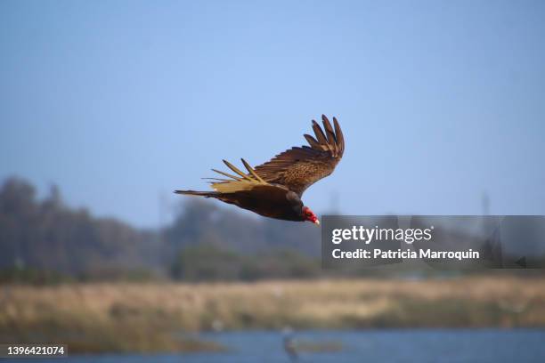 turkey vulture at the beach - oxnard photos et images de collection