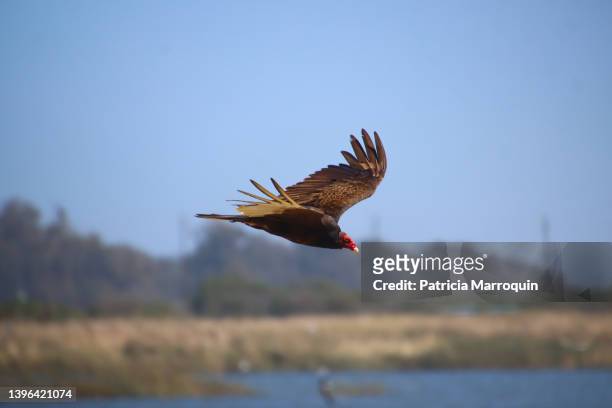 turkey vulture at the beach - oxnard ストックフォトと画像