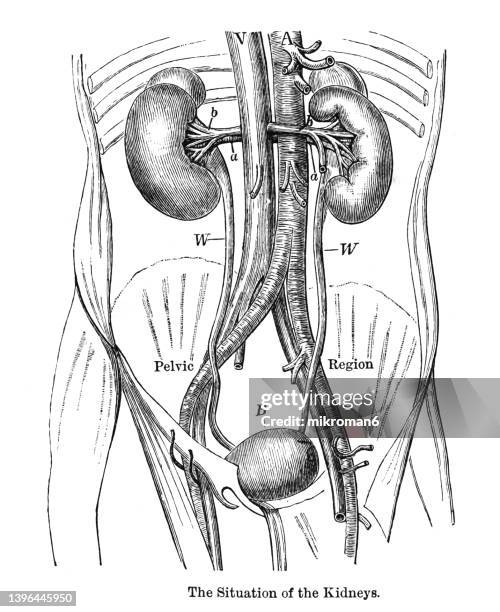 old engraved illustration of the situation of the kidneys - cortical bone stock pictures, royalty-free photos & images