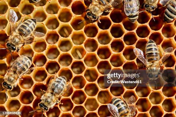 Bee Colb 1,360 Bee Comb Stock Photos, High-Res Pictures, and Images - Getty Images