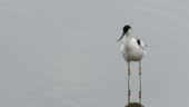 A Pied Avocet Recurvirostra Avosetta At Leighton Moss Lancashire Uk ...