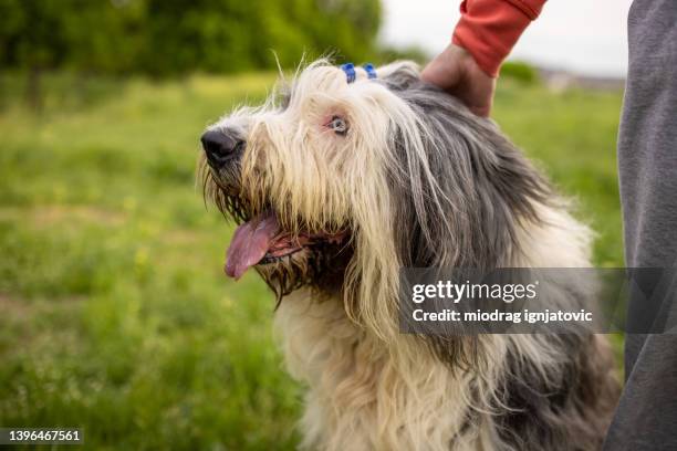 unrecognizable woman petting her bobtail dog - bobtail dog stock pictures, royalty-free photos & images