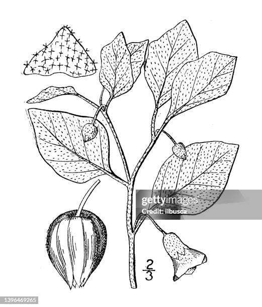 illustrazioni stock, clip art, cartoni animati e icone di tendenza di illustrazione di piante botaniche antiche: physalis viscosa, ciliegia macinata stellata - japanese lantern