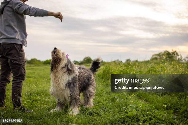 unrecognizable man playing with his bobtail dog in the nature - bobtail dog stock pictures, royalty-free photos & images