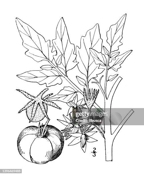 16点のミニトマト 収穫イラスト素材 Getty Images 16点のミニトマト 収穫イラスト素材 Getty Images