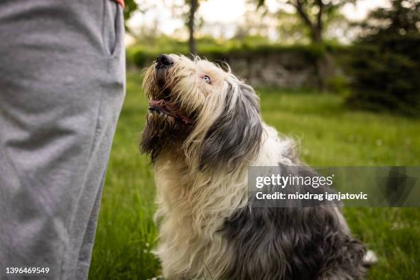 unrecognizable woman training her bobtail dog - bobtail dog stock pictures, royalty-free photos & images