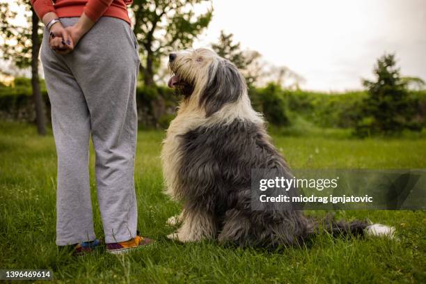 unrecognizable woman training her bobtail dog - bobtail dog stock pictures, royalty-free photos & images