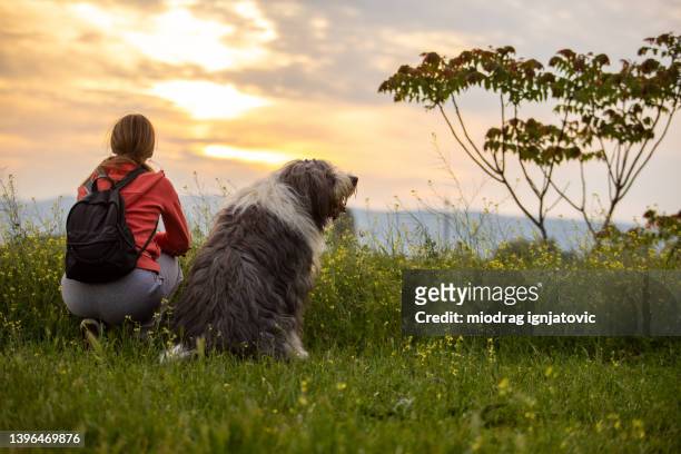 unrecognizable woman and her bobtail dog, admiring the sunset in the nature - bobtail dog stock pictures, royalty-free photos & images