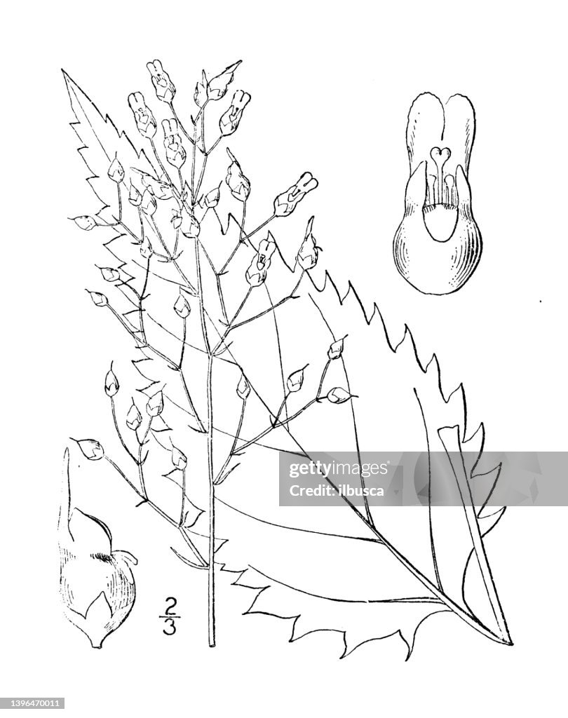 Antique botany plant illustration: Scrophularia Leporella, Hare Figwort
